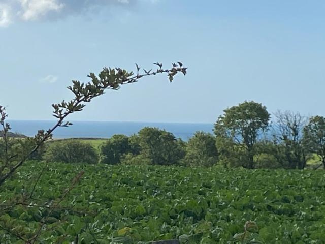 Elidyr Cottage - 3 Bedroom Cottage - Amroth Buitenkant foto